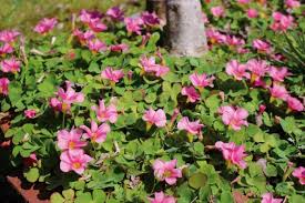 Attēlu rezultāti vaicājumam “Oxalis acetosella flower”