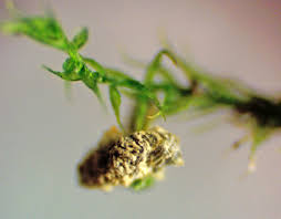 Attēlu rezultāti vaicājumam “Physarum, Nannengaella sp.”