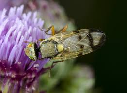 Attēlu rezultāti vaicājumam “Urophora jaceana”