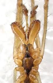 Attēlu rezultāti vaicājumam “Tetragnatha extensa”