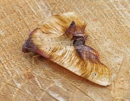 Attēlu rezultāti vaicājumam “Plagodis dolabraria”