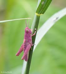 Attēlu rezultāti vaicājumam “Chortippus sp.”