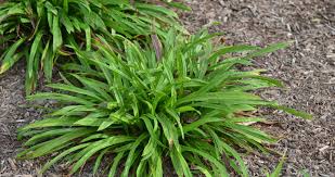 Attēlu rezultāti vaicājumam “Carex acuta leaf”