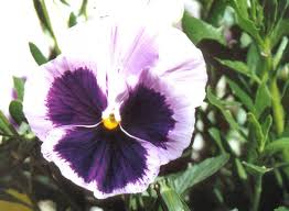 Image result for Viola x wittrockiana `Hiemalis`