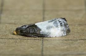 Attēlu rezultāti vaicājumam “Notocelia cynosbatella”