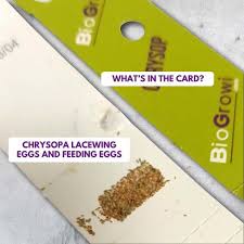 Attēlu rezultāti vaicājumam “Chrysopa eggs”