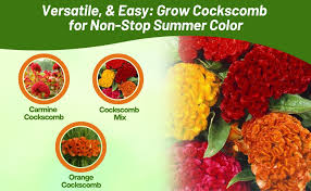 Attēlu rezultāti vaicājumam “Collaria rubens stalked”