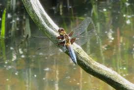 Attēlu rezultāti vaicājumam “Libellula depressa male”