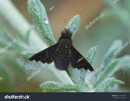 Attēlu rezultāti vaicājumam “Hemipenthes morio”