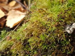 Attēlu rezultāti vaicājumam “Eurhynchiastrum pulchellum”