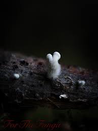 Attēlu rezultāti vaicājumam “Hymenoscyphus fructigenus var. coryli”