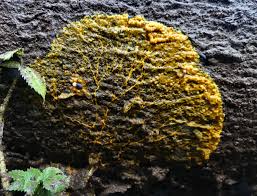 Attēlu rezultāti vaicājumam “Amaurochaete atra spores”