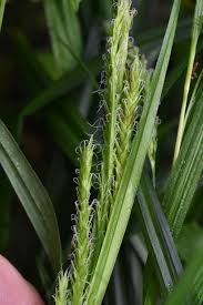 Attēlu rezultāti vaicājumam “Carex sylvatica fruit”