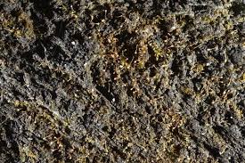 Attēlu rezultāti vaicājumam “Seligeria donniana”