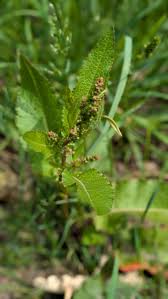 Attēlu rezultāti vaicājumam “Rumex obtusifolius fruit”