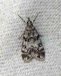 Attēlu rezultāti vaicājumam “Eudonia lacustrata”