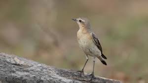 Attēlu rezultāti vaicājumam “Oenanthe oenanthe”