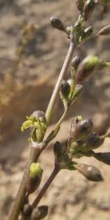 Attēlu rezultāti vaicājumam “Silene otites”