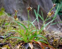 Attēlu rezultāti vaicājumam “Luzula multiflora fruit”