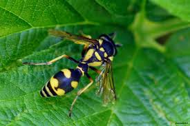 Attēlu rezultāti vaicājumam “Eumenes sp.”