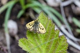 Attēlu rezultāti vaicājumam “Carterocephalus silvicolus male”