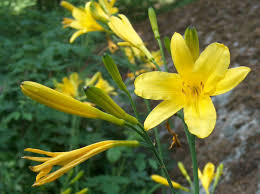 Attēlu rezultāti vaicājumam “Hemerocallis lilioasphodelus”