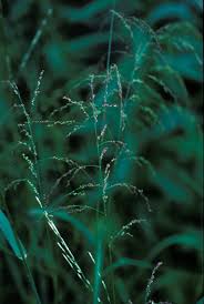 Attēlu rezultāti vaicājumam “Glyceria striata”