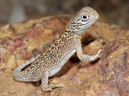 Image result for Central Weald Dragons