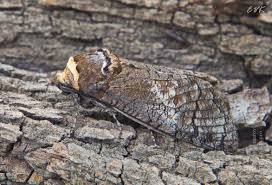 Attēlu rezultāti vaicājumam “Cossus cossus imago”