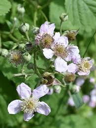 Attēlu rezultāti vaicājumam “Rubus plicatus flower”