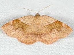 Attēlu rezultāti vaicājumam “Plagodis pulveraria”