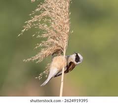 Image result for Remiz pendulinus