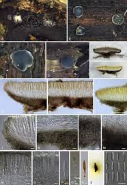 Attēlu rezultāti vaicājumam “Mollisia uda”