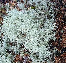Attēlu rezultāti vaicājumam “Cladonia”
