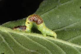 Attēlu rezultāti vaicājumam “Venusia blomeri”