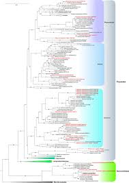 Attēlu rezultāti vaicājumam “Licea pusilla sessile”