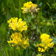 Attēlu rezultāti vaicājumam “Anthyllis vulneraria flower”