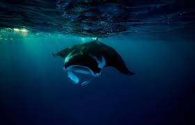 Image result for Mobula birostris