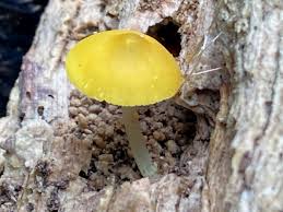 Attēlu rezultāti vaicājumam “Amaurochaete atra macro”