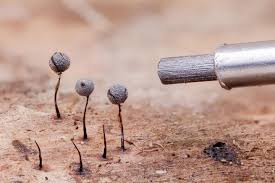 Attēlu rezultāti vaicājumam “Collaria arcyrionema spores”