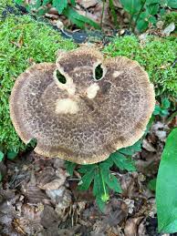 Attēlu rezultāti vaicājumam “Polyporus tuberaster”