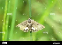 Attēlu rezultāti vaicājumam “Panemeria tenebrata”