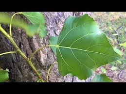 Attēlu rezultāti vaicājumam “Populus nigra Italica leaf”