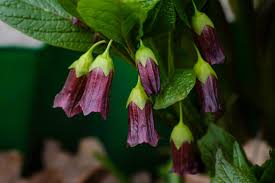 Attēlu rezultāti vaicājumam “Scopolia carniolica flower”