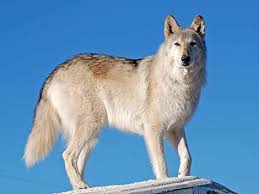 Attēlu rezultāti vaicājumam “Canis lupus”