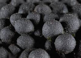 Attēlu rezultāti vaicājumam “Ruzenia spermoides”