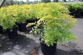 Attēlu rezultāti vaicājumam “Sambucus nigra”