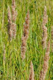 Attēlu rezultāti vaicājumam “Calamagrostis canescens”