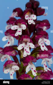 Attēlu rezultāti vaicājumam “Orchis ustulata flower”