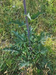 Attēlu rezultāti vaicājumam “Cnidium dubium leaf”